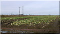 Remains of a cauliflower crop in PE12 6JD