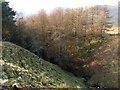 Wooded valley, Cocklaw Knowe in DG10 9LT