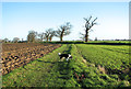Fields beside the bridleway to Cantley in NR13 4HB