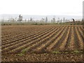 Potato field in DD8 2JW