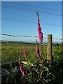 Foxgloves and Barbed Wire in SA10 8AA