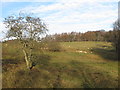 Farmland and woodland north of Gunnerton Burn lime kiln in NE48 4AU