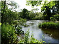River Wear at Rainton Park Woods in DH1 1SS