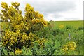Broom and field boundaries, Ashentilly in AB12 5GQ