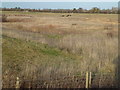 Etton-Maxey Pits nature reserve in PE6 9ED