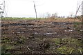 Clear felled area, Huntlaw in EH34 5EU