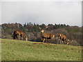 Red deer in Margam Park in SA13 2TL