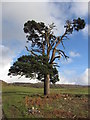 Lone tree in Margam Park in SA13 2TL