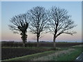 Three trees on Langtoft Fen in PE6 9LD