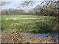Small Pond and Plantation from Footpath in NR16 2HD