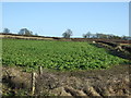 Farmland, Thorneycroft Farm in Boroughbridge