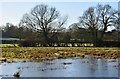 Icy water meadow near Stanford Dingley, Berkshire in RG7 6JT