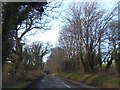 Trees lining the road east of Steepleton in DT2 9HB
