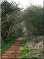 Tree-lined path in Rushmere St Andrew