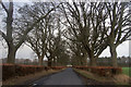 Tree-lined road at Braideston, near Ruthven in DD8 5NX