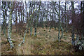 Birch woodland at Mount Blair Lodge in Glen Shee in PH10 7LW