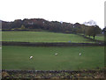 Fields towards Meabeck Wood in BD23 4DS