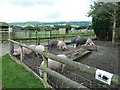 The Country Park has a large collection of pigs in SY15 6AQ