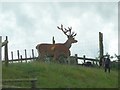 Red deer stag in SY15 6AQ