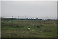 Horses grazing, Pitsea Marsh in SS13 3BD
