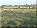Sheep grazing at Old Manor House Farm in DE13 8FJ