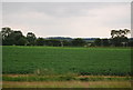 Arable crops, Larling Heath in Roudham and Larling