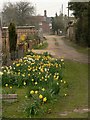 Daffodils by footpath in IP12 4RR