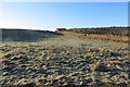 Frosty pasture, Pitreuchie in DD8 2AZ