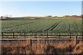 Arable land, Pitreuchie in DD8 2RD