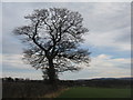 Oak tree at Heathery Hall in EH41 4NW