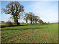 Fields north of Mutfordwood Lane in NR33 8BT