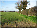Field boundary hedge in fields north of Rushmere Road in NR33 8HB