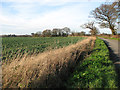 Fields by Blower's Lane in NR33 8EF