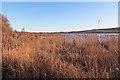 Reed bed,  Rescobie Loch in DD8 2TE