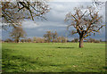 Tree-studded pasture by Stoke Hall Farm in CW5 6AR
