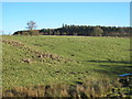 Farmland and woodland west of Swinburne Castle in Chollerton