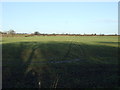 Farmland, West Meadows in Fens & Greatham Ward
