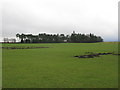 Copse of trees at Boghead Farm in ML3 8RY