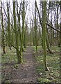 Path through woodland, Fixby in HD2 2NF
