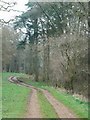 Track through Taynton Bushes in OX7 6HT