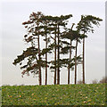Stand of pines, Widmerpool in NG12 5QE