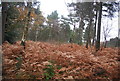 Bracken, Stanley Common in GU30 7LL