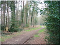 Track in Alice Holt Forest in GU10 4LG