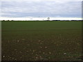 Crop field west of Roxby Road in DN15 9SX