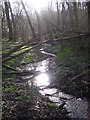 Stream in Freston Wood in IP9 1AB