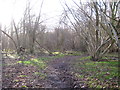 Track in Freston Wood in IP9 1AB
