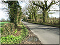 Oak trees beside Ringsfield Road in NR34 8LL