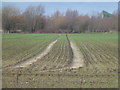 Tracks through the cereal crop in PE6 9QA