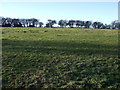 Grazing west of Catcote Road in TS25 5TF