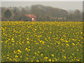 Early rapeseed in NR19 2UX